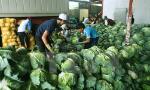 Trade deal to bring more Vietnamese farm produce to EU