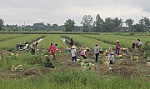 Huyện Tân Phú Đông phát huy lợi thế nông nghiệp