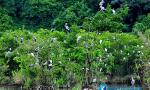 Bird sanctuary stands out in Ca Mau city