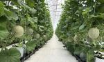 Sustainable development of hi-tech agriculture