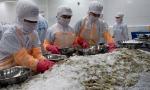 Shrimp exports expected to rake in US$4 billion in 2019