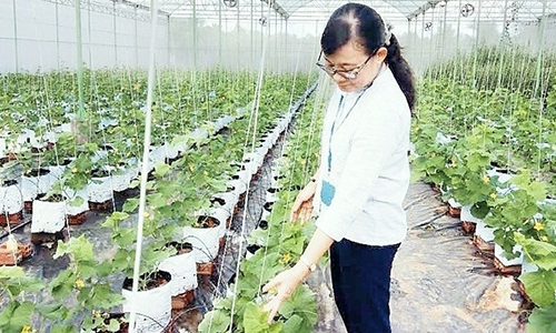 A high-tech cucumber cultivation model in the Mekong Delta province of Ben Tre. (Photo: NDO/Tam Thoi)