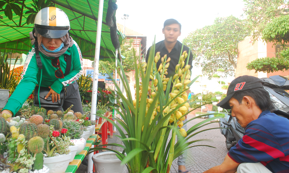 Hoa lan Đà Lạt được bán với giá 1 đến 3 triệu đồng/chậu.