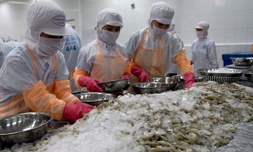 Whiteleg shrimp continue to make up most of Vietnam’s exported shrimp products. (Photo: VNA)