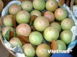 Mekong Delta offers high agritourism potential