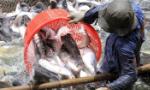 Mekong Delta localities discuss tra fish development