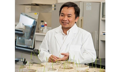Associate Professor Tran Dang Xuan with experiments on rice genes. (Photo: Hiroshima University)