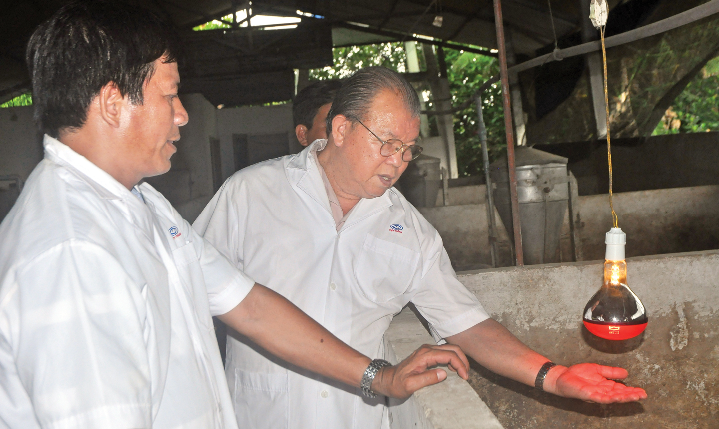 Một trang trại nuôi heo ở xã Lương Hòa Lạc (huyện Chợ Gạo) sử dụng  đèn LED sưởi cho heo.