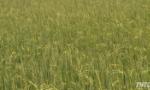 More than 130 hectares of winter-spring rice are at risk of water shortage