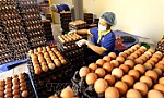 Vietnamese, Japanese companies ink raw egg distribution deal