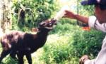 Agriculture ministry, IUCN work to protect saola
