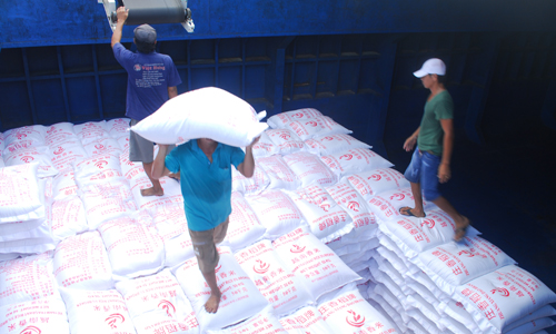 Công ty TNHH Việt Hưng đang đẩy mạnh thu mua lúa, gạo.