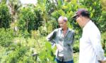 Nông dân đổ xô trồng mít Thái siêu sớm