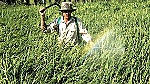 Chuẩn bị loại bỏ thuốc diệt cỏ gây ung thư tại Việt Nam