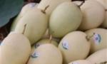 Vietnam exports first batch of mangoes to US