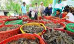 Online transaction floor expected to give strong boost to shrimp industry