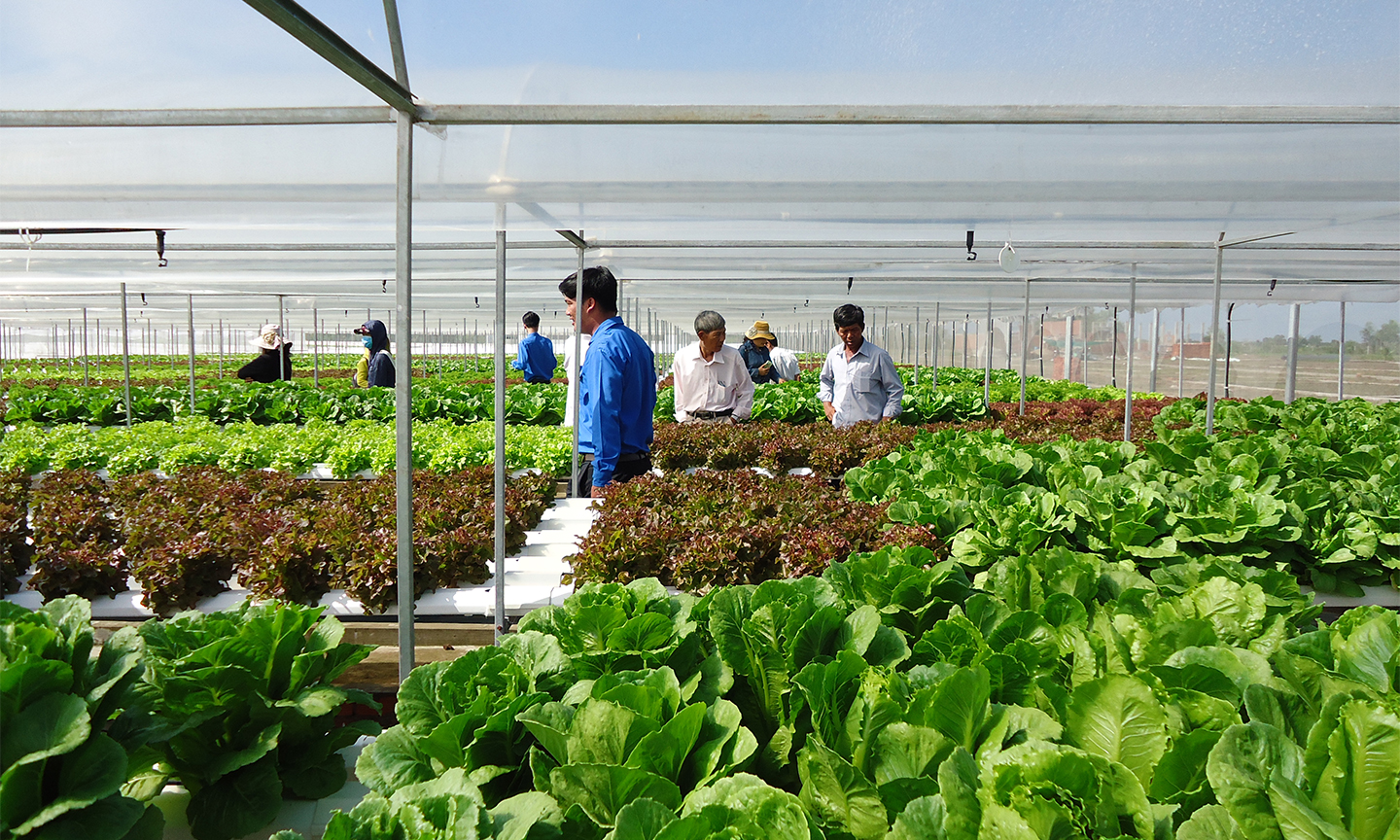 Mô hình trồng rau an toàn tại xã Long Hòa đã góp phần nâng cao thu nhập cho HVND.