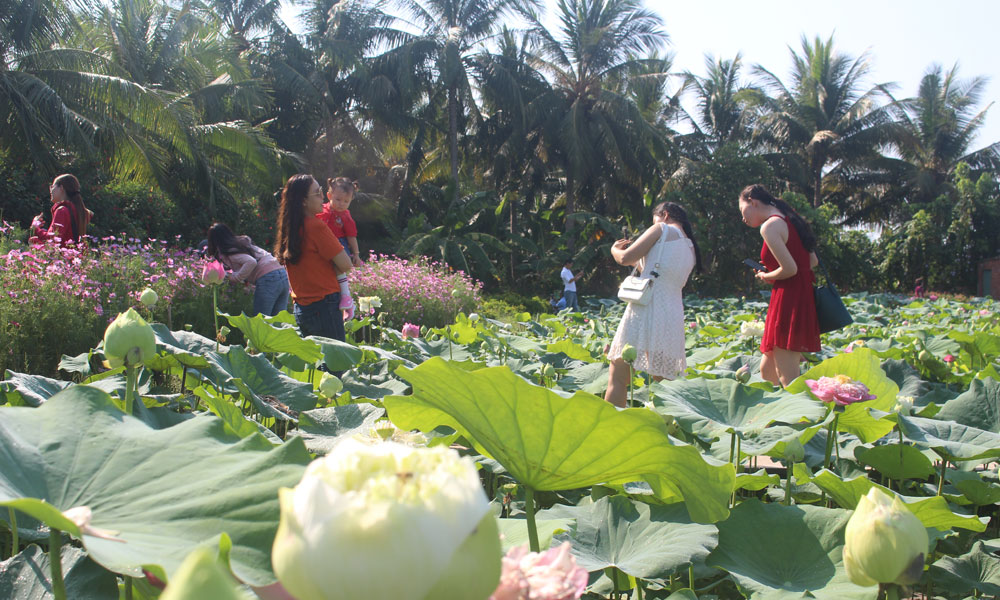 Dịp lễ, các vườn hoa là điểm đến thu hút du khách.