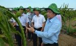 Changing the structure of crops on rice land of more than 12,900 hectares