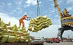 Gạo Việt Nam sụt giảm xuất khẩu trong những tháng đầu năm 2019