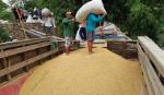 Lo lắng chuyện gạo Việt vào Trung Quốc giảm đến 75%