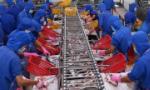 Vietnam's fisheries exports expected to reach over US$10 billion this year