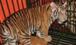 Wildlife crime challenges Vietnam's tiger conservation efforts