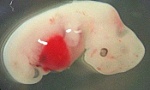 Nhật Bản thử nghiệm nuôi cấy các cơ quan người trên động vật