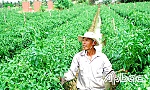 Chợ Gạo: Nỗ lực ra mắt huyện nông thôn mới vào năm 2020