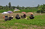 8,875 hectares of vegetables planted in Go Cong Dong coastal district