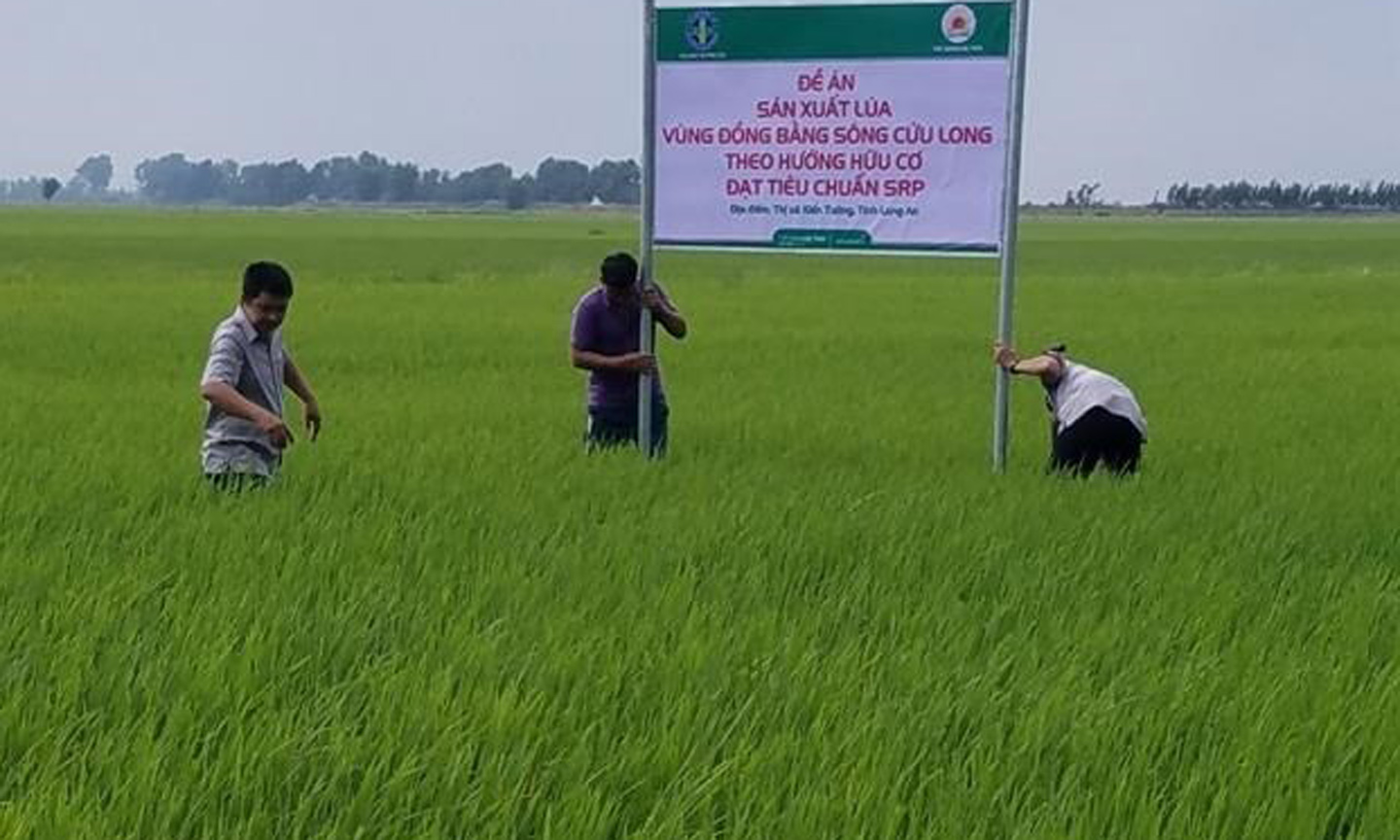 A field of rice grown using organic fertiliser in the southern province of Long An. (Photo: VNA)