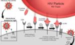 Phát hiện đột biến gene thứ hai liên quan đến khả năng kháng HIV