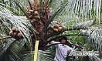 Làm giàu nhờ trồng dừa Xiêm Mã Lai