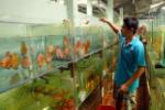 Potential for ornamental fish exports remains high