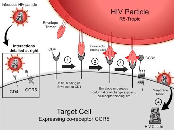 Một đột biến gene khá hiếm giúp cơ thể người chống lại sự lây nhiễm virus HIV. (Nguồn: sciencedirect.com)