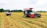2,300 hectares of hectares of high-tech rice production deployed