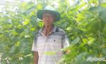 Tien Giang develops 57,700 hectares of specialised vegetables in the first nine months