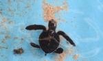 Vietnam joins global efforts to protect sea turtles