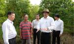 To implement two soursop planting models in Tan Phu Dong district
