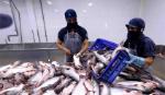 Việt Nam đủ điều kiện xuất khẩu sản phẩm cá và cá da trơn sang Hoa Kỳ
