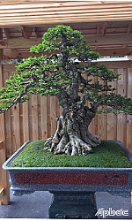 Tiền Giang: 30 cây bonsai tham gia Lễ hội Bonsai và Suiseki châu Á - Thái Bình Dương