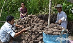 Huyện Tân Phước: Nông dân chung sức xây dựng nông thôn mới