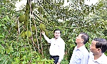 Chairman of the PPC Le Van Huong visits durian garden