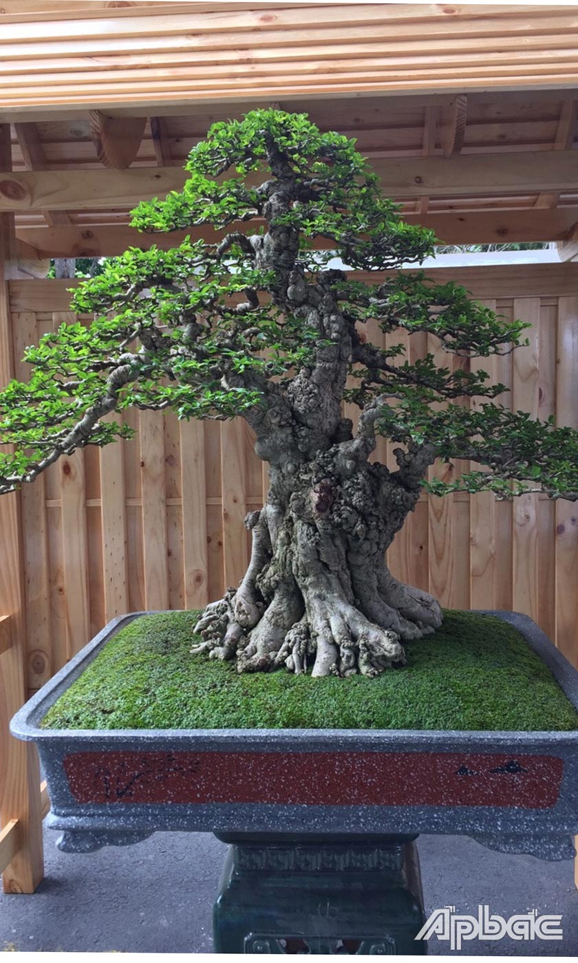 Một trong những cây bonsai tham gia Lễ hội.
