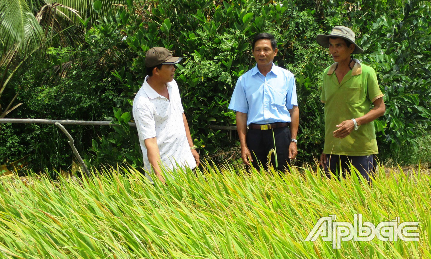 Các cựu  quân nhân CLB Cựu quân nhân ấp 5 tham quan, học hỏi  mô hình sản xuất lúa của ông Nguyễn Văn Nàng, một thành viên của CLB. 