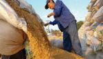 Trăn trở hạt gạo Việt Nam