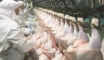 Giảm thuế nhập khẩu thịt heo, gà: Sức ép lên người chăn nuôi rất lớn