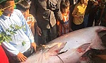 Nông dân bắt được cá tra dầu khủng 230kg