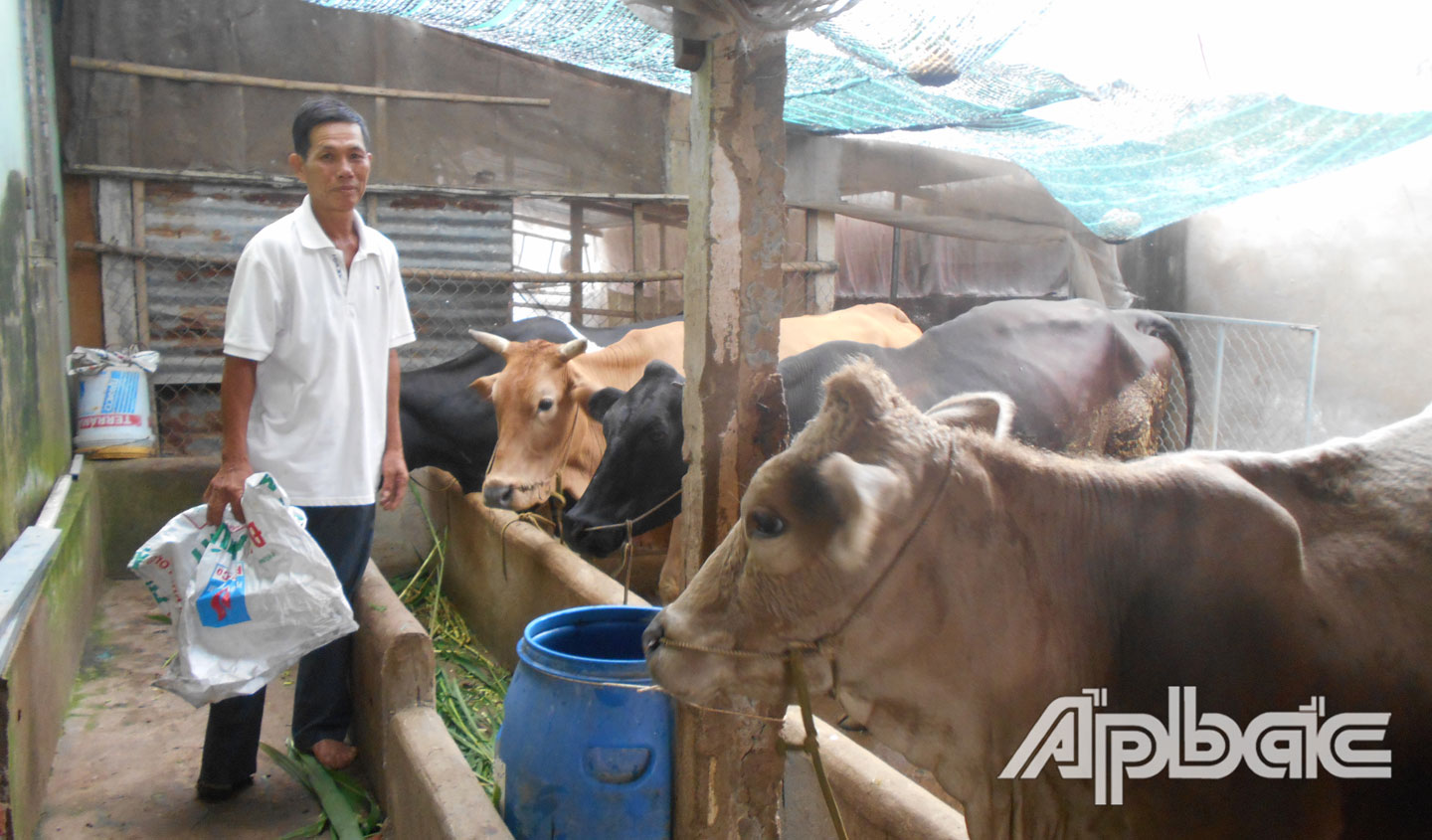 Anh Phan Văn Tư chăm sóc đàn bò của gia đình.