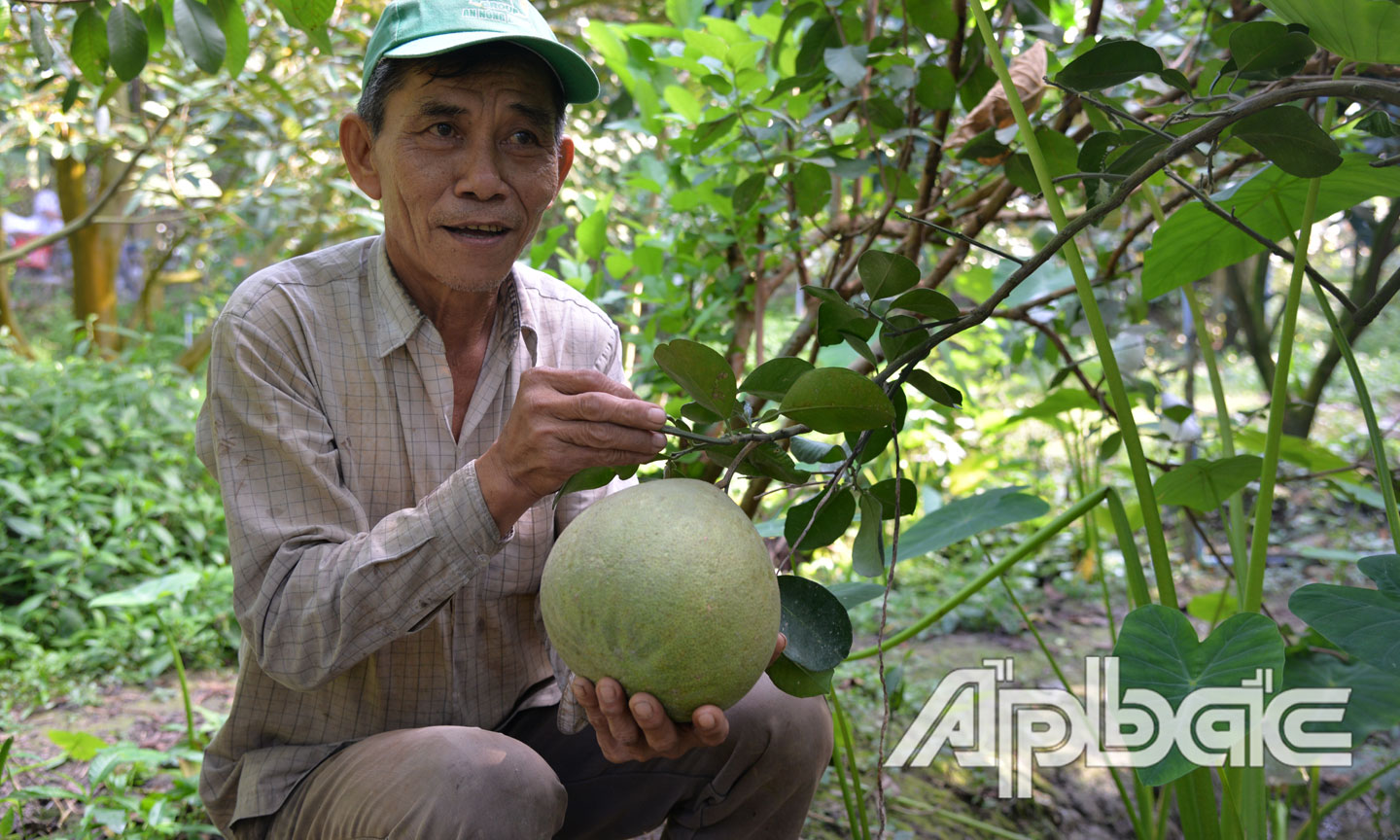 Nhờ áp dụng khoa học - kỹ thuật vào chăm sóc, vườn cây ăn trái của chú Châu cho hiệu quả kinh tế khá cao.